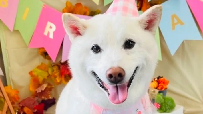 はなちゃん［看板犬］